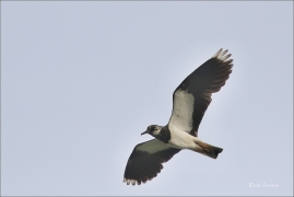 <p>ČEJKA CHOCHOLATÁ (Vanellus vanellus) jižní Morava ----- /Noprthern lapwing – Kiebitz/</p>